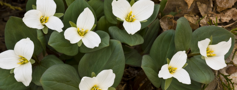 Several large three petaled white flowers with medium green leaves