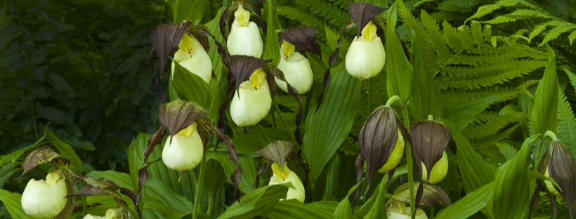 Many cream and maroon orchid flowers clustered with light green ferns