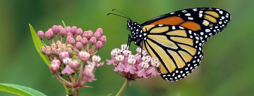 Orange and black monarch butterfly drinking nector from a pink milkweed flower