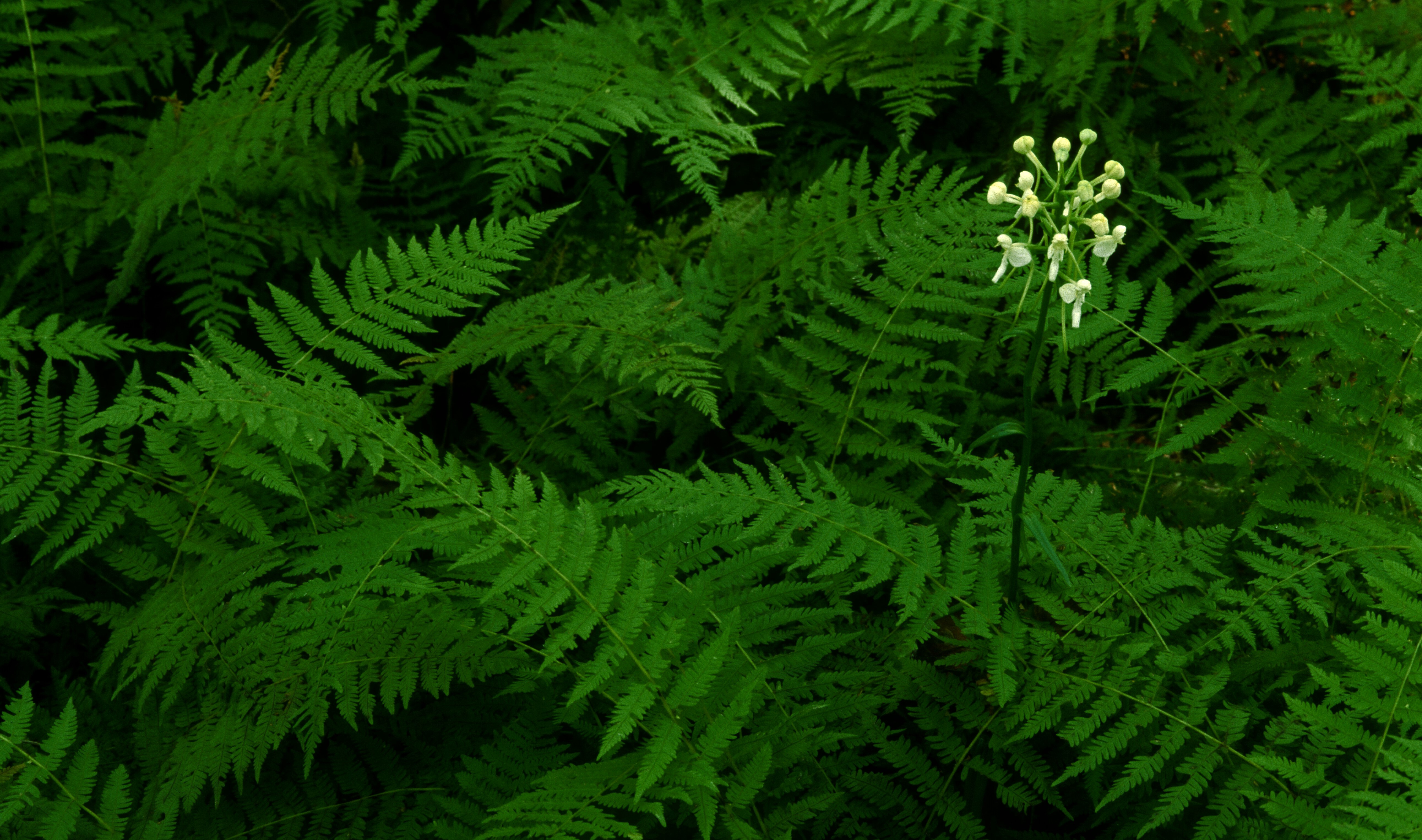 One white orchid flower growing through a thick layer of light green ferns.