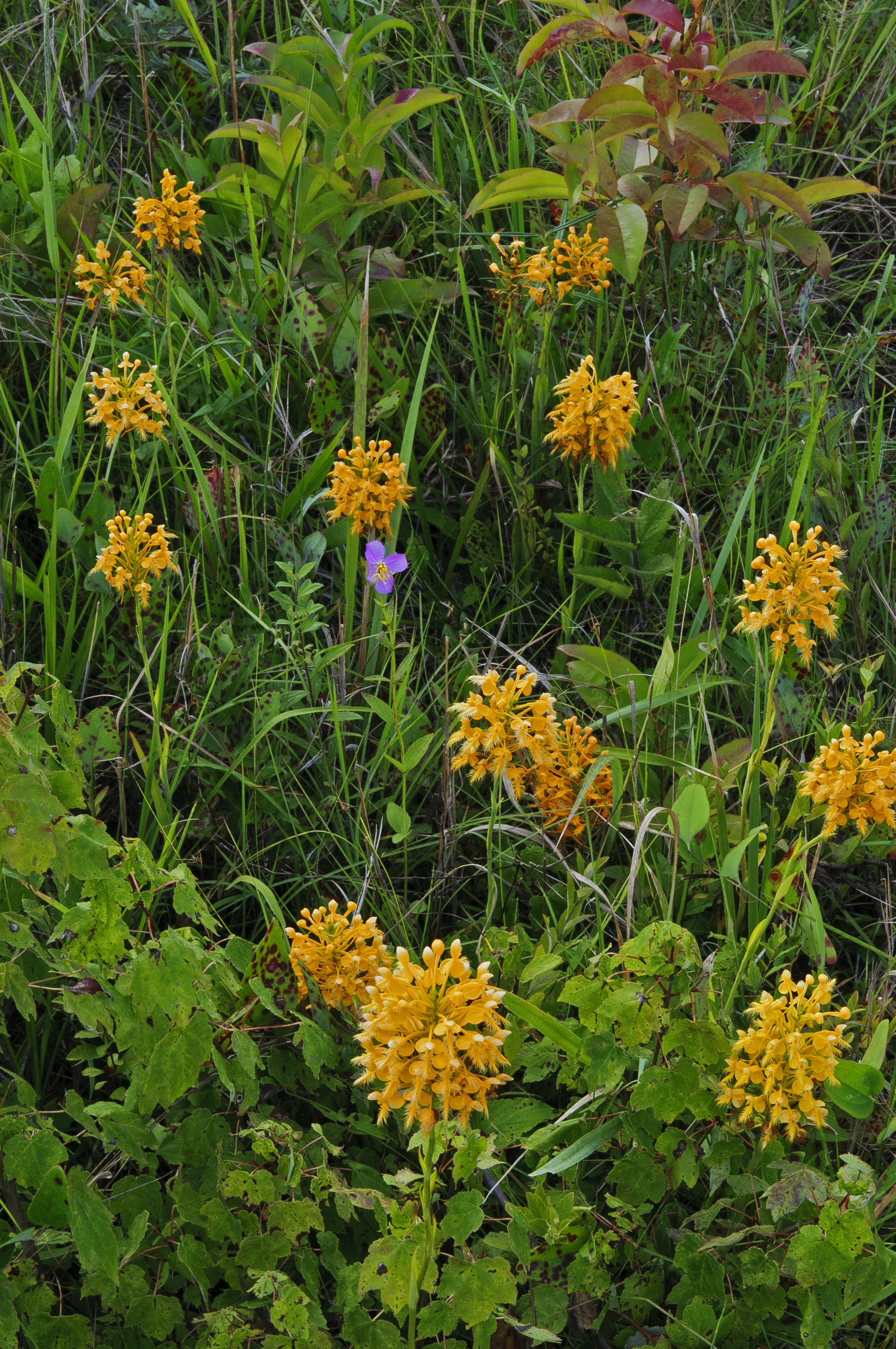 Light orange orchid flowers in a dense green vegaetation area