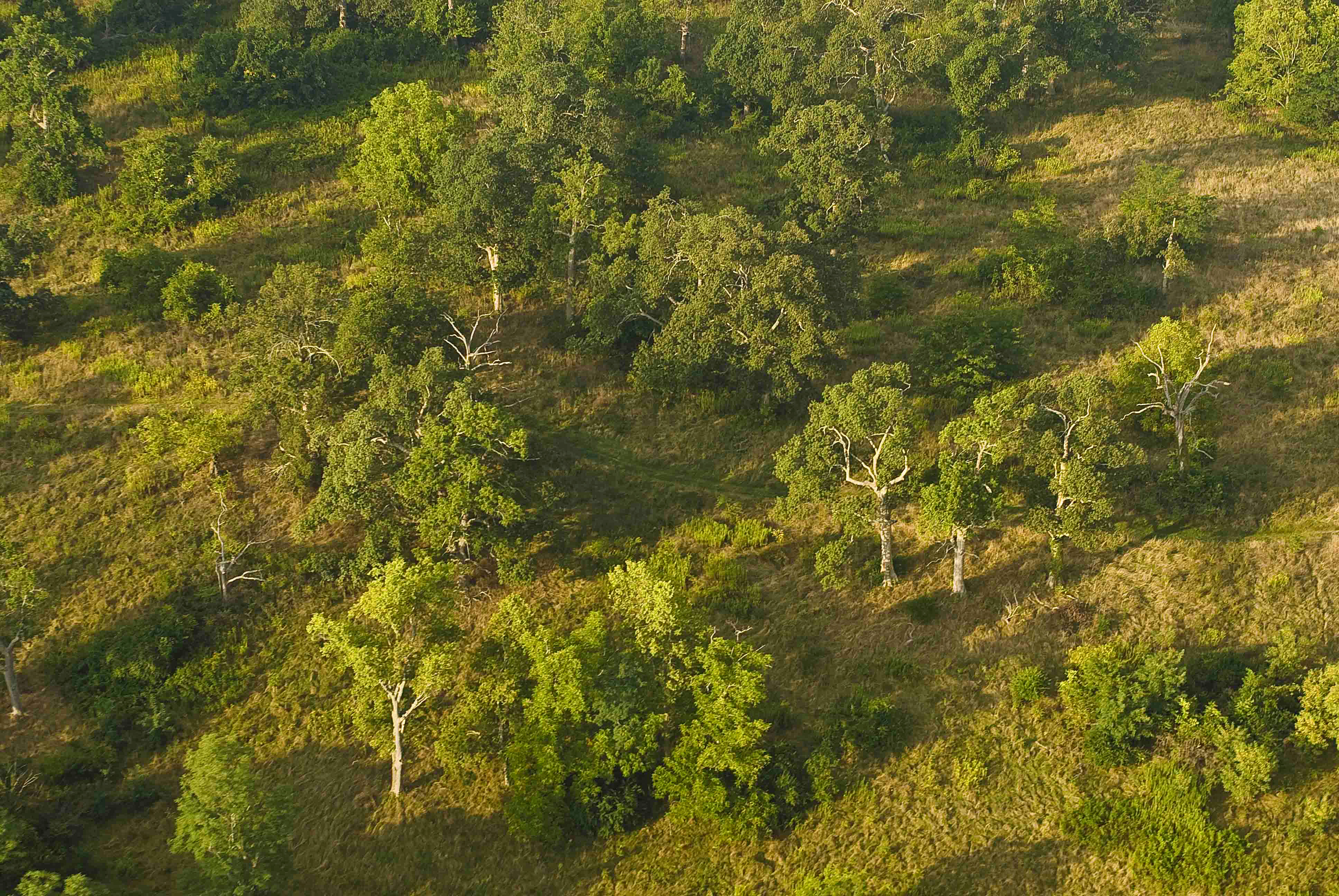 Aerial view of sparse green woodland, with mix of open land and trees, with golden sunlight and long shadows