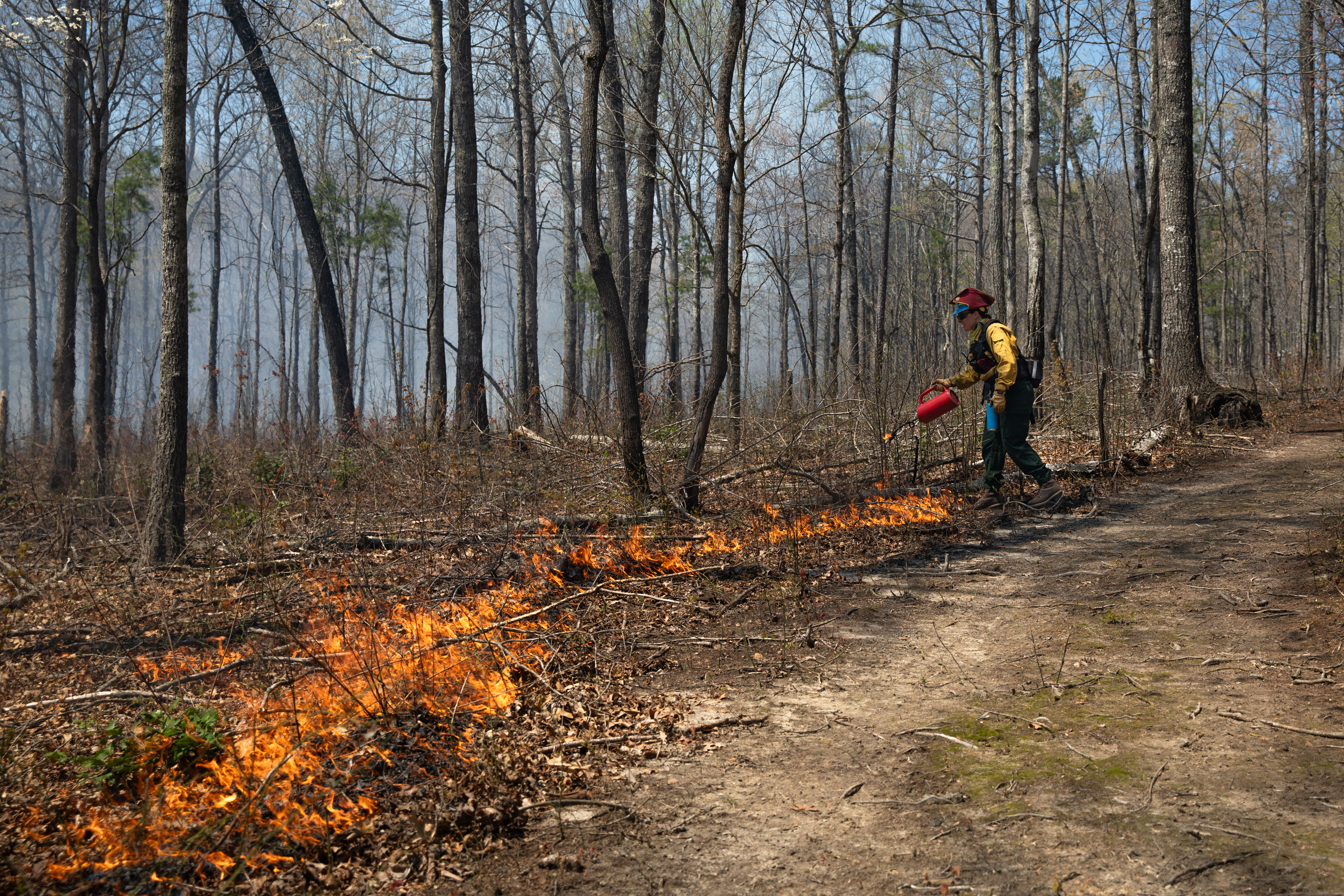 Prescribed fire crew member uses red metal torch to ignite fire line on forest floor