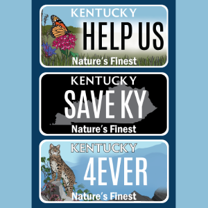 Three license plates with butterfly, black outline of Kentucky and bobcat.