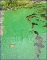 Blue green algal bloom