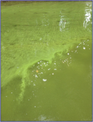 Green algal bloom