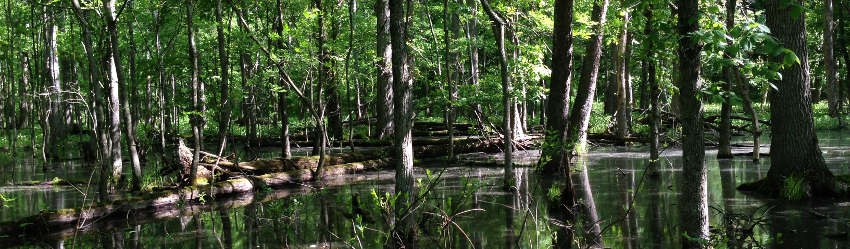 forested wetland