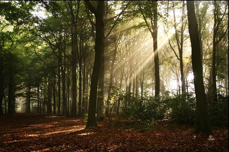 Sun beaming through trees in forest